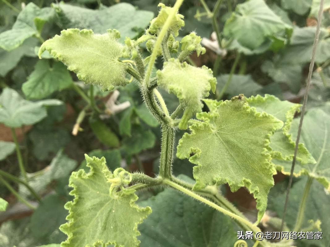 黄瓜龙头弯曲什么原因,黄瓜茎秆粗叶片厚是咋回事