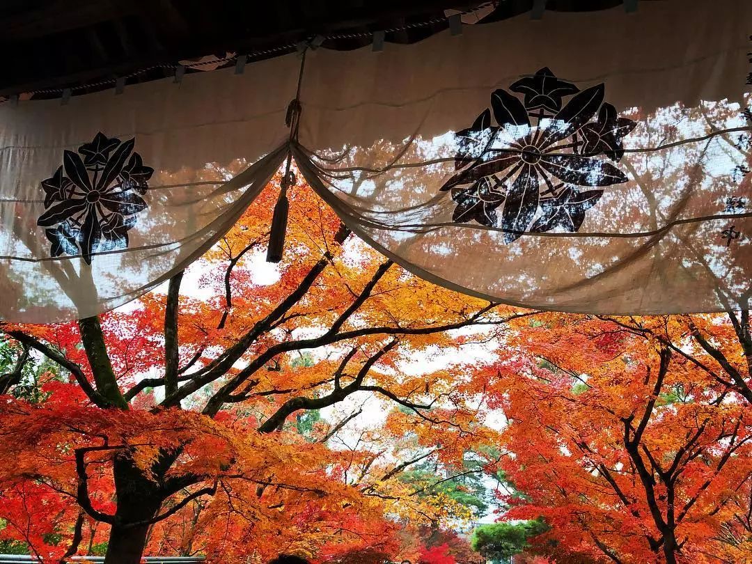 做个‘追枫少女’领略红叶之美！