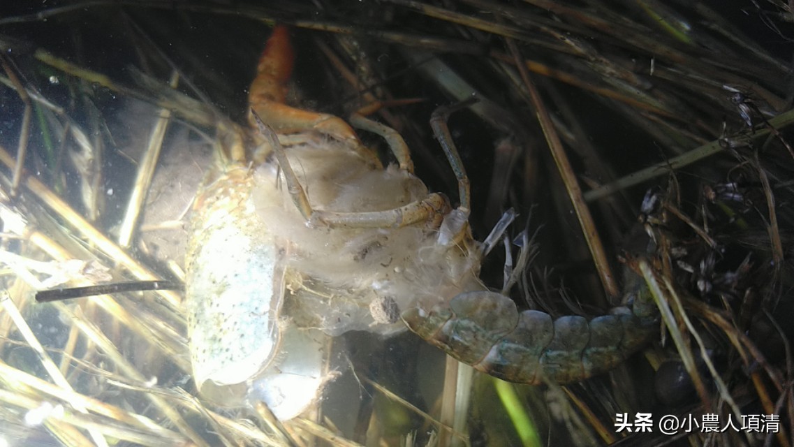 小龙虾观察记录表,小龙虾观察实验