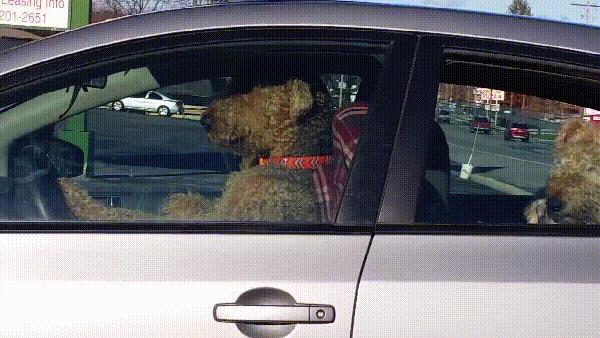 狗狗等主人回来太无聊,狗狗等主人回家一直叫