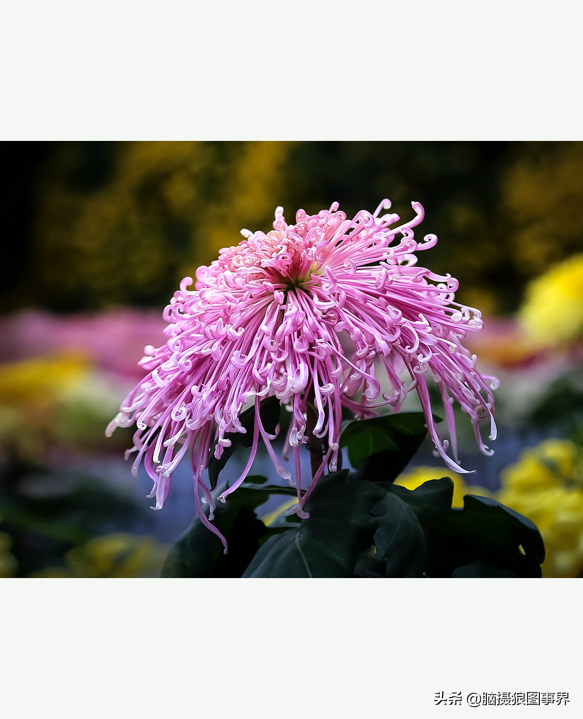 摄影虚化大光圈,佳能24-105镜头怎样拍出虚化效果