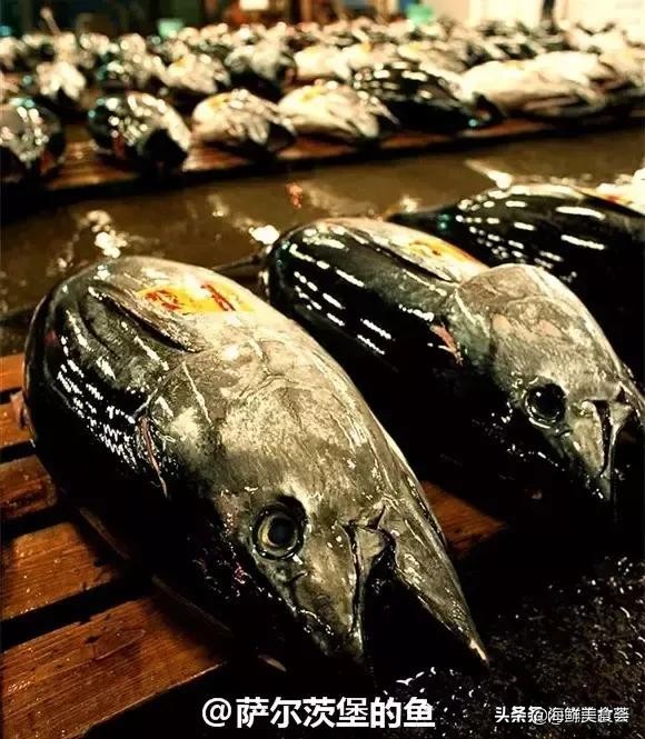 32种经典寿司做法视频,寿司常用的鱼