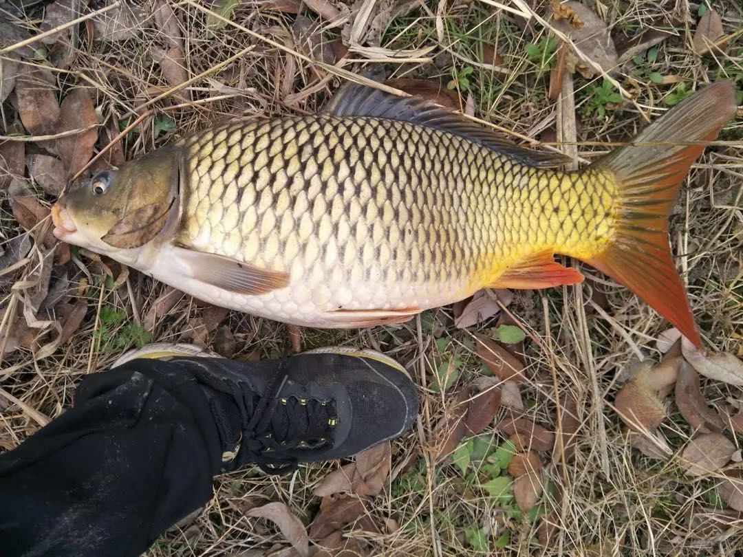 小鱼老往水面上跑怎么办,钓鱼怎么解决挡口问题