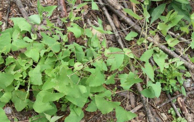 农村治毒蛇草药,毒蛇的克星野草