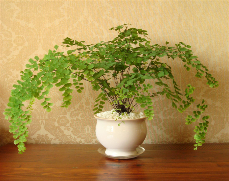 铁线蕨养殖方法和注意事项,铁线蕨如何养爆盆