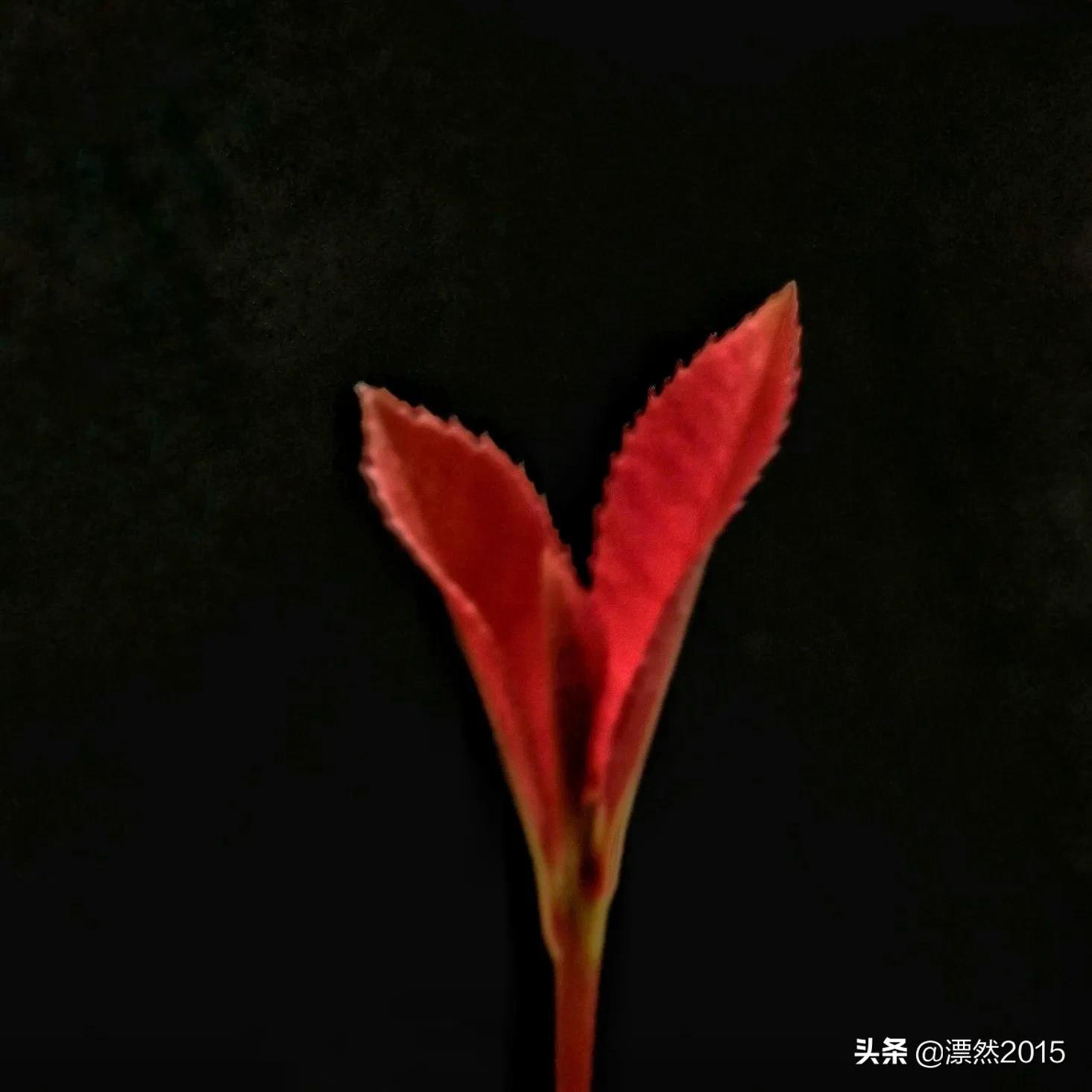 生日回想前面的日子,生日的独白