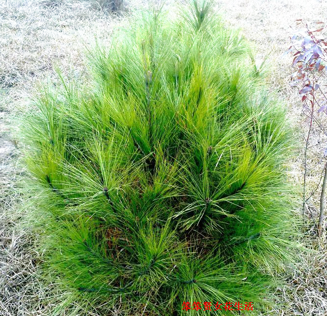 一个叫木头一个叫马尾民谣现场,一个叫木头一个叫马尾有什么含义