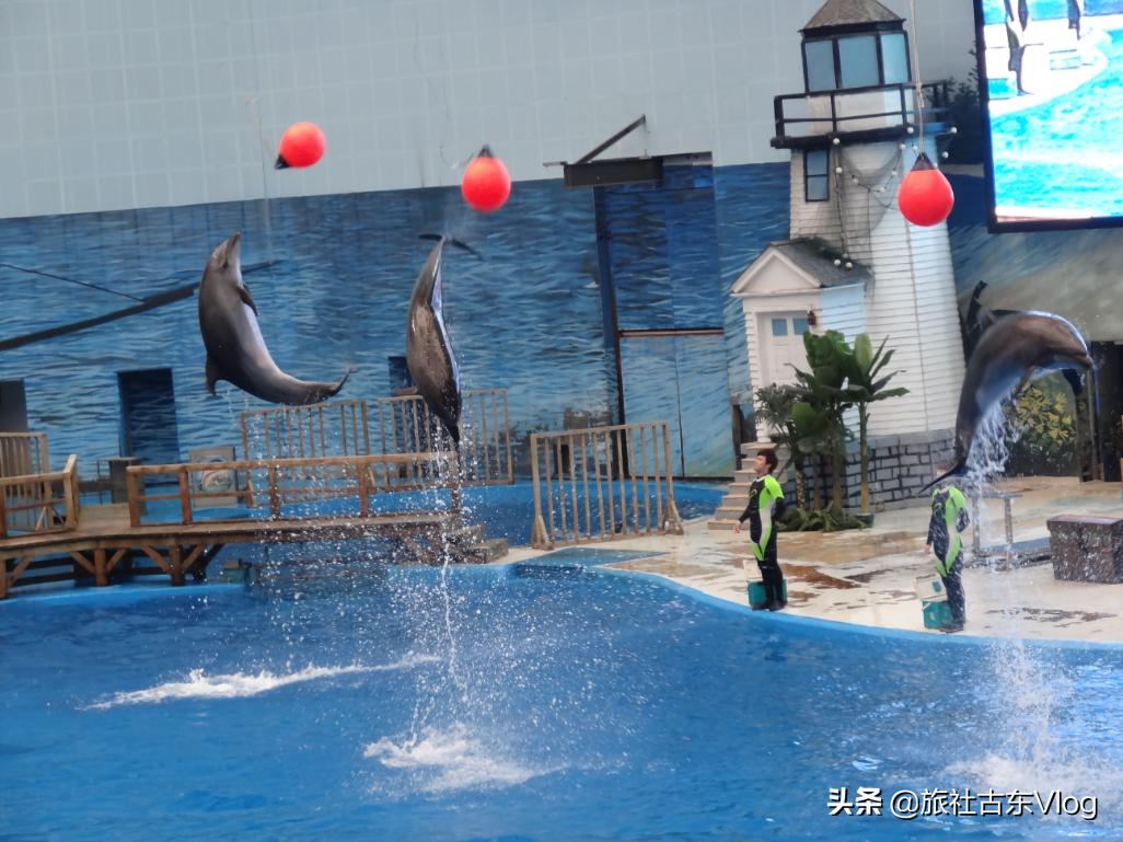 成都海昌极地海洋馆动物表演时间,武汉海昌极地海洋世界动物