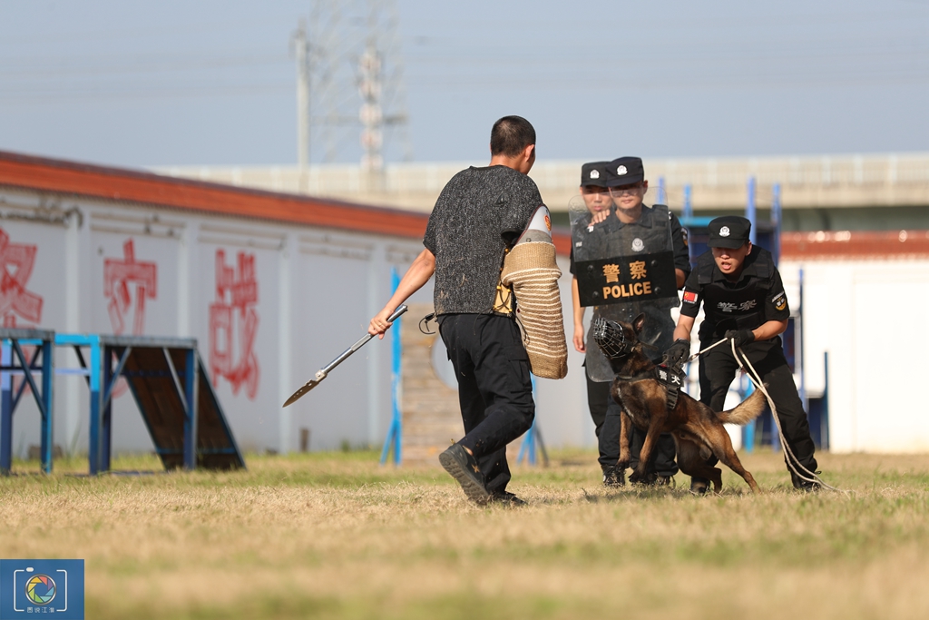 警犬训犬师的工作和生活,如何成为一名合格的警犬训导员