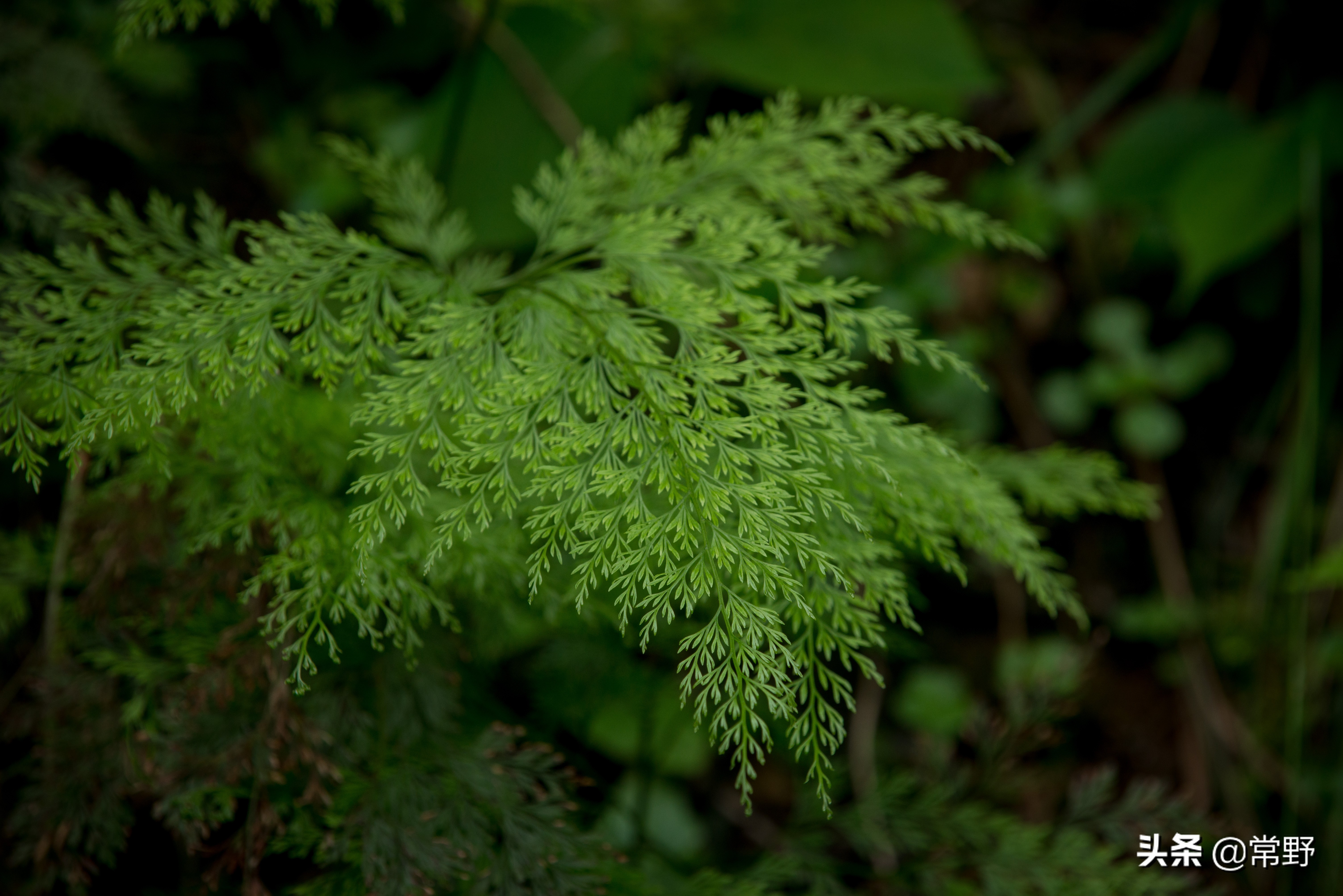 长沙谷山为什么叫谷山,长沙郊野公园