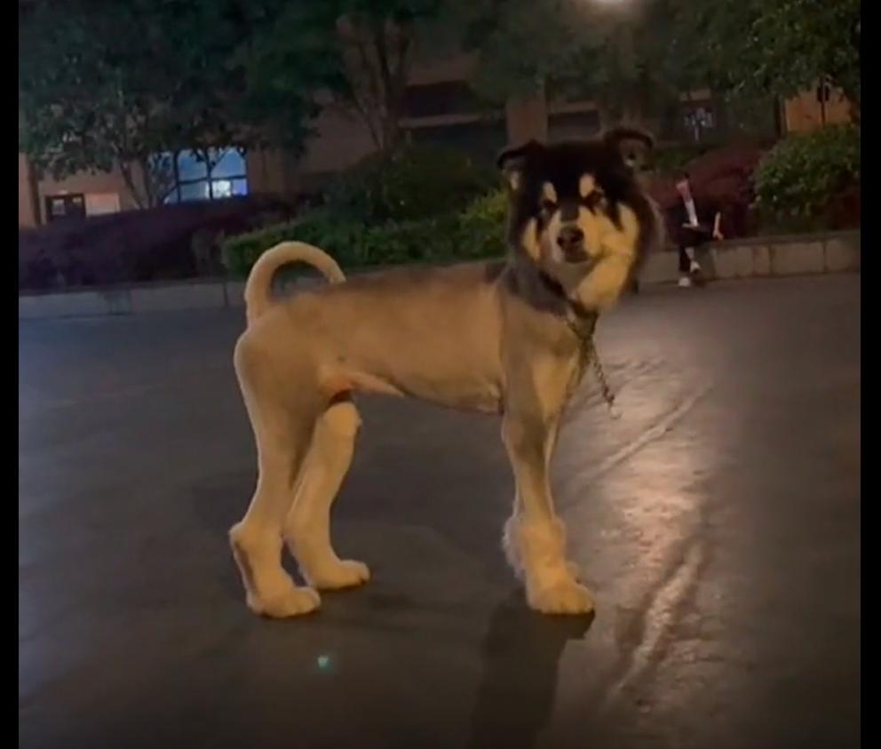 阿拉斯加狗毛剃光几个月长出来,阿拉斯加犬剃毛醒来疯了