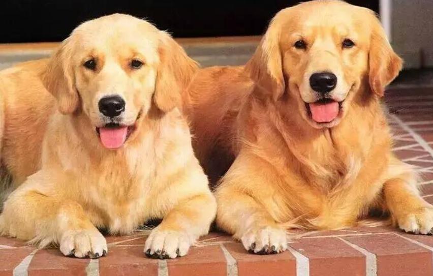 金毛好不好养适合养不,金毛好不好咬人