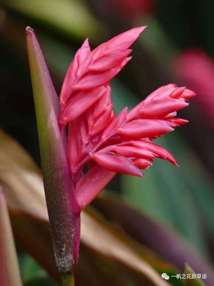 紫背竹芋卧花竹芋,紫背竹芋图片和名称