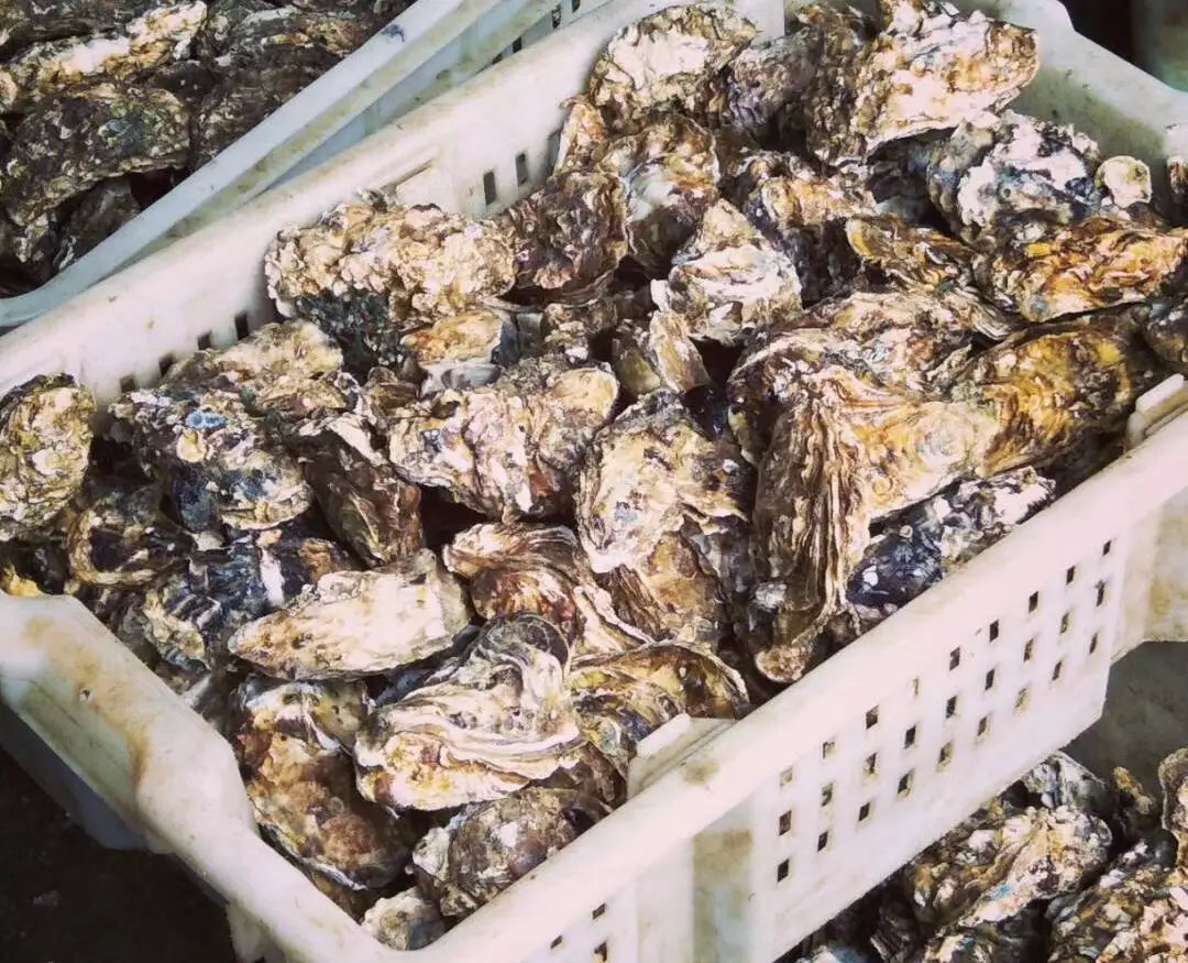 吃生蚝必须知道的20条定律,乳山牡蛎生蚝可以生吃吗
