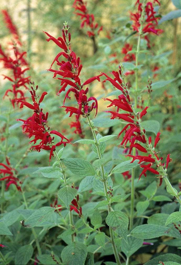 八种身兼多职的鲜花，既是鲜花又是香料！