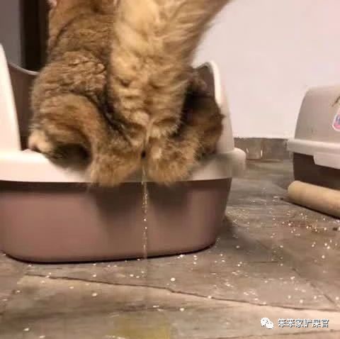 猫咪乱拉乱尿的解决方法,猫咪乱拉屎打了也不改怎么办