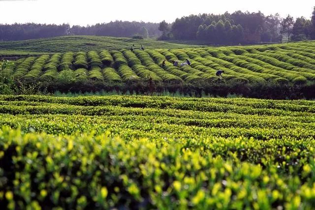 3月底蒲江十大网红打卡地,蒲江旅游十大必去景点