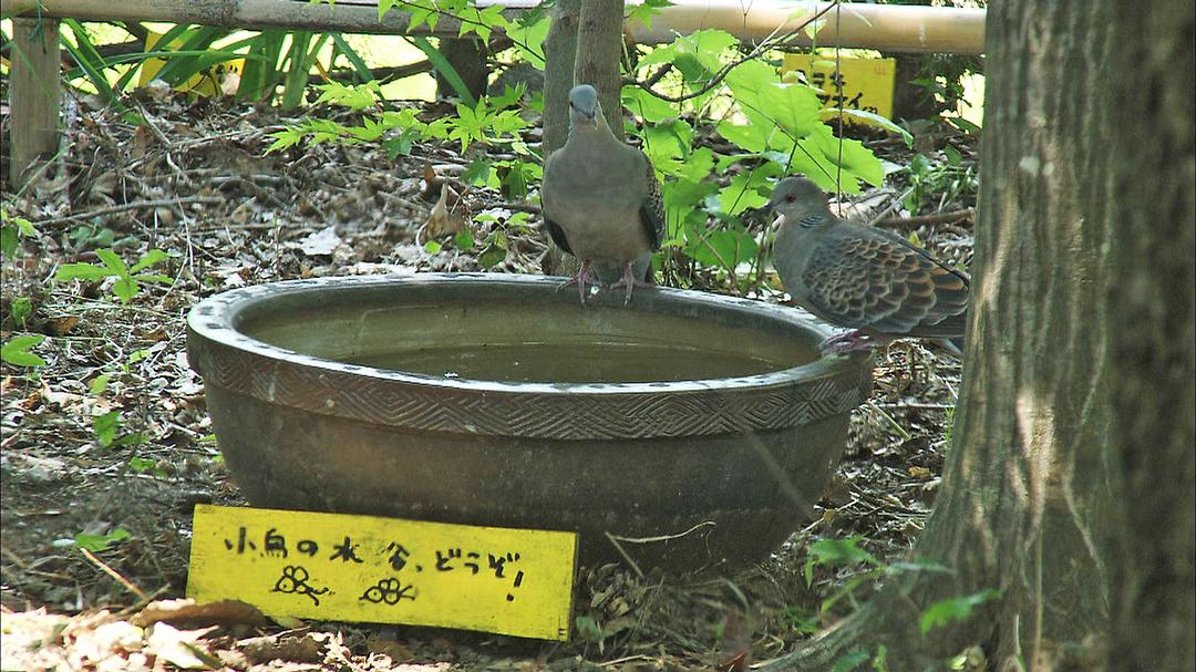 十部顶级治愈系文艺电影,十部顶级治愈小清新日本电影