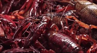 扬州值得吃的地方,扬州有什么值得购买