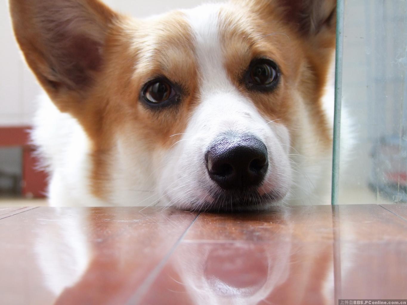 怎么让狗狗快速认识新主人,新到家的狗狗多久能训练