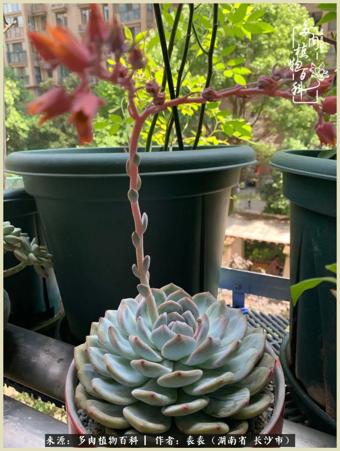 栽花种草的岁月，万物生长之阴晴圆缺