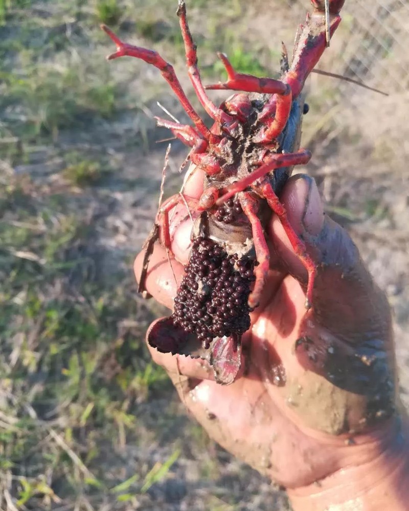 2019年养小龙虾怎样,2024年小龙虾怎么养