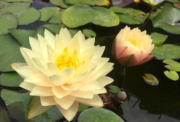 碗莲花的栽培方法图解大全,碗莲种子和普通莲花种子什么不同