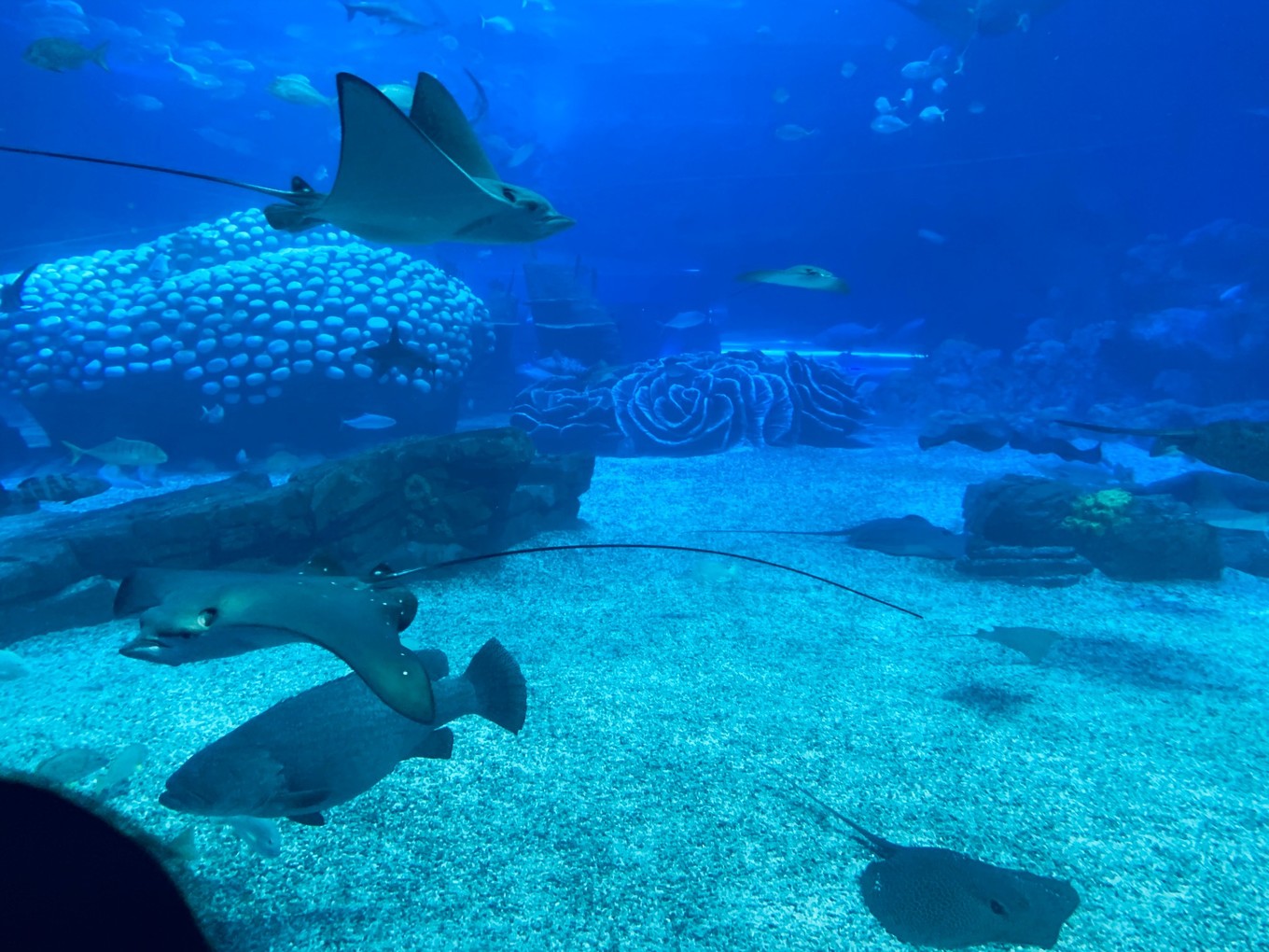 珠海长隆海洋王国攻略三天两夜,珠海长隆海洋王国必玩十大项目