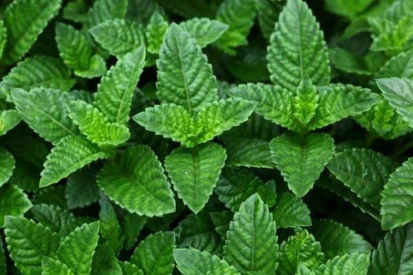 清热解暑的烧仙草做起来超级简单,烧仙草夏日解暑