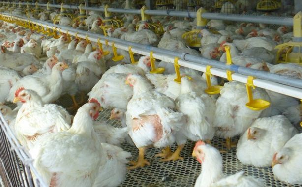 鸡常见的病分哪几类,鸡中毒十大疾病