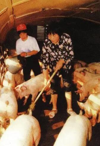 三趟快车|不为人知的“赶车人”(二)