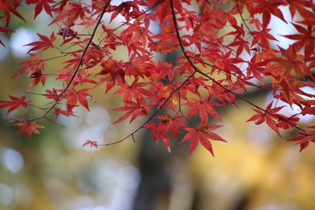 武汉红叶最美景点,武汉红枫叶最佳地方有哪些