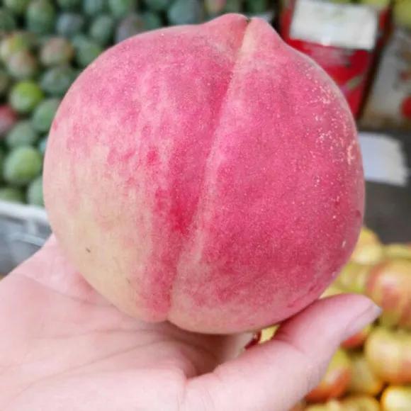 热带水果名单,热带水果王国攀枝花