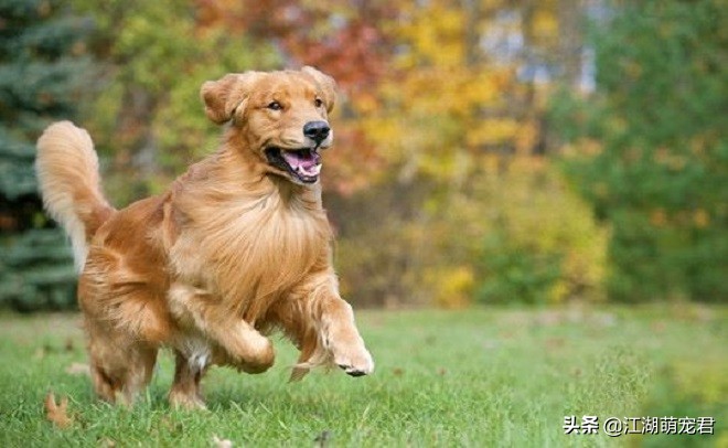 怎么解决金毛的坏习惯,金毛出门遛狗它不愿意走怎么办