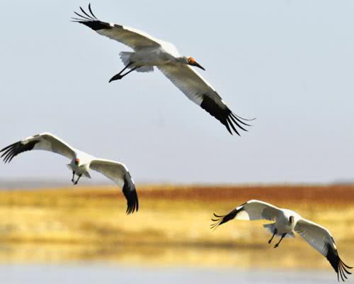 为啥叫驾鹤西去不叫驾龙西去,人去世为什么叫驾鹤西去