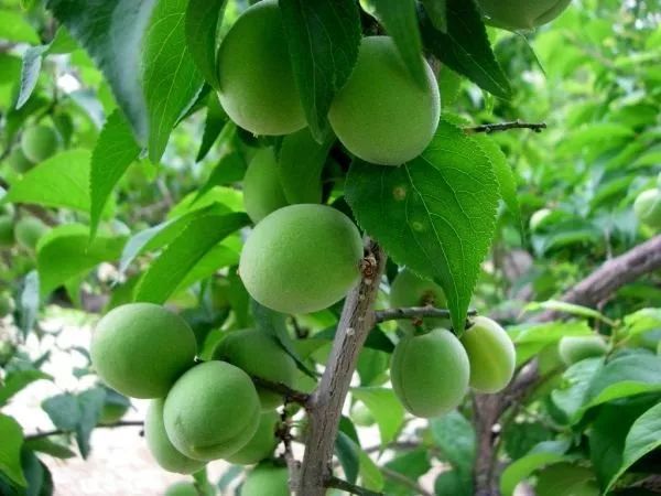 大干皮用的身体乳推荐,身上干皮用什么身体乳