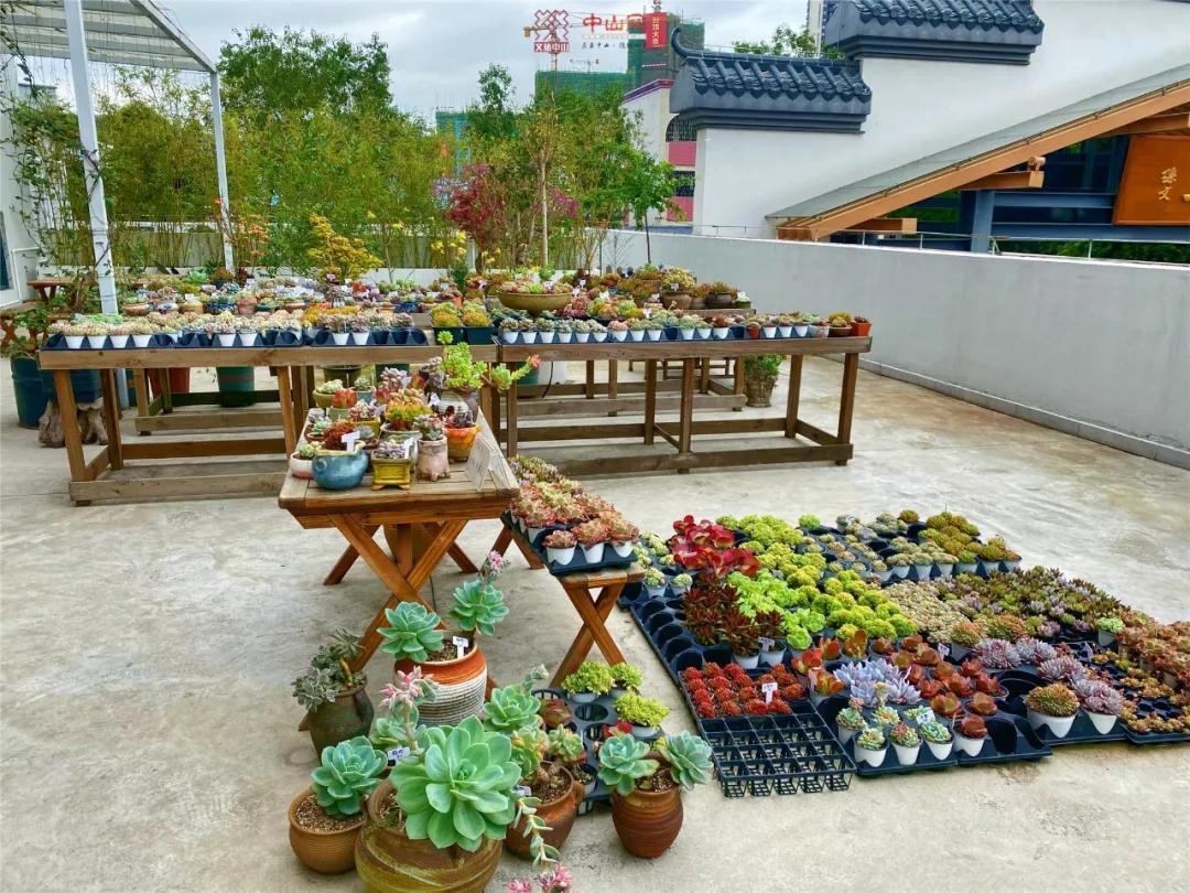 中山风景打卡点,广州秋游野餐好去处