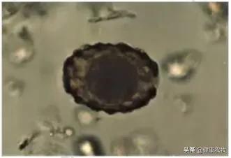 2020年执业兽医考试试题《预防科目》