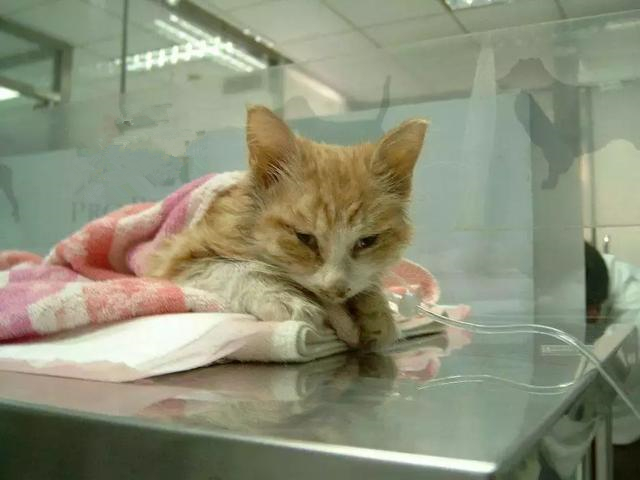 猫咪误食异物怎么处理,猫咪误食硬物怎么办