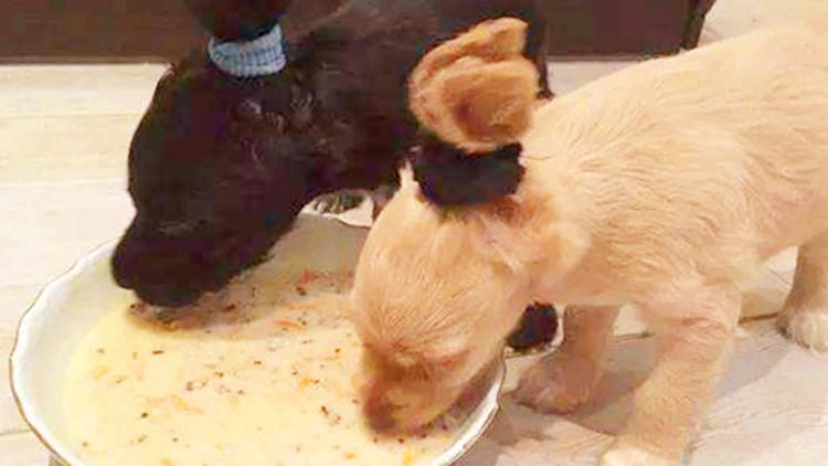 狗狗托运到家就生病死了,狗狗小时候冷了容易生病么