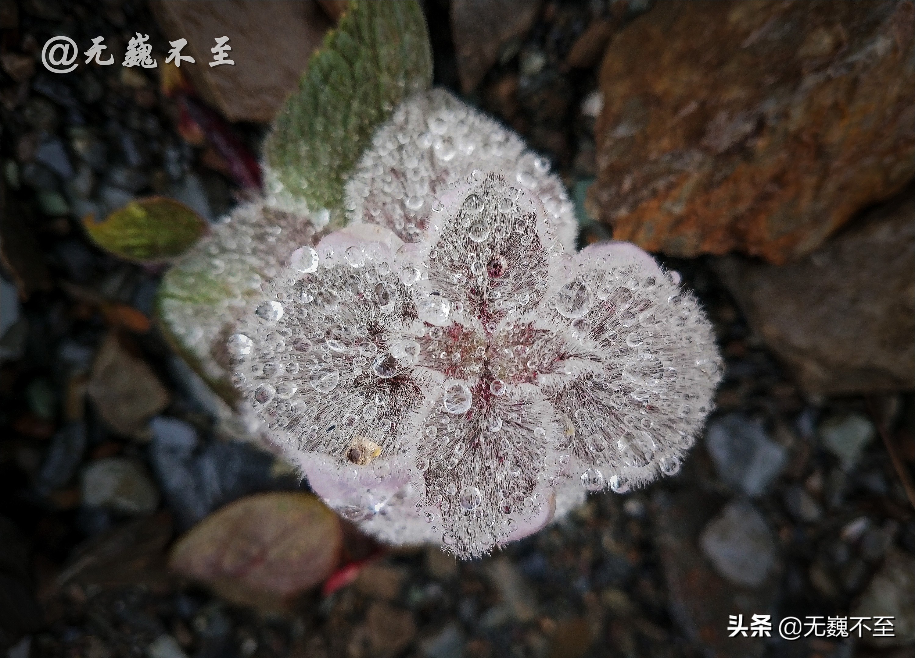 梅里北坡亚贡村，山美水美人更美，真正的香格里拉秘境