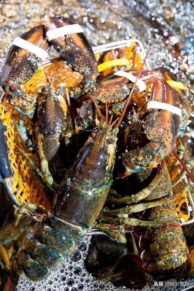 青岛盒马鲜生卓越皇后道店,青岛跑盒马鲜生怎么样