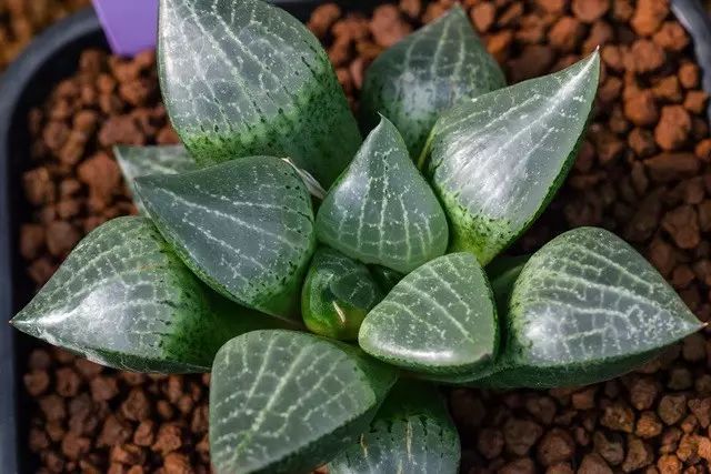 水晶的多肉植物有哪些品种,像水晶的多肉植物图片