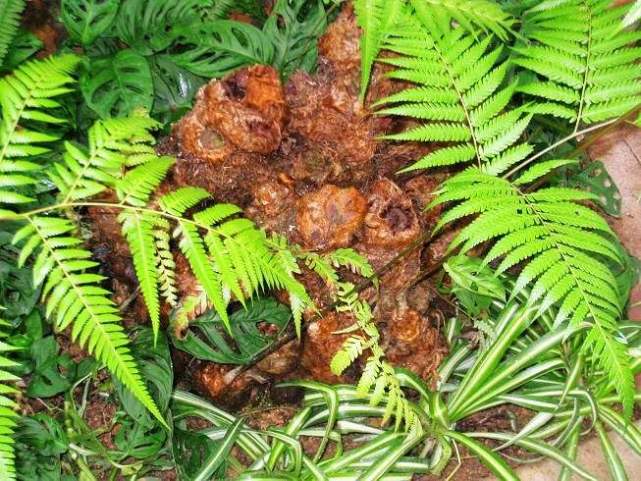 十二属相对应的植物,十二生肖中最罕见的植物