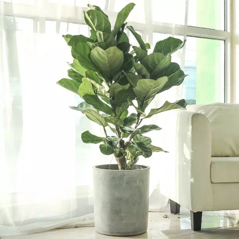 十大卧室养殖吸甲醛净化空气绿植,净化甲醛最有效绿植盆栽