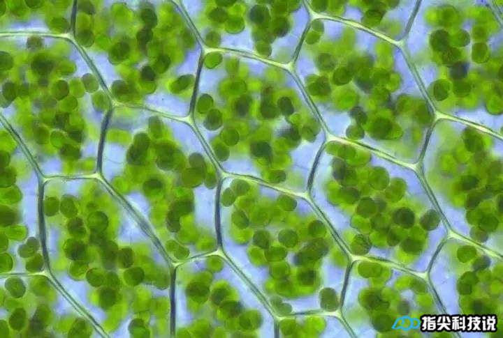 青菜煮变绿,青菜怎么煮才能变绿