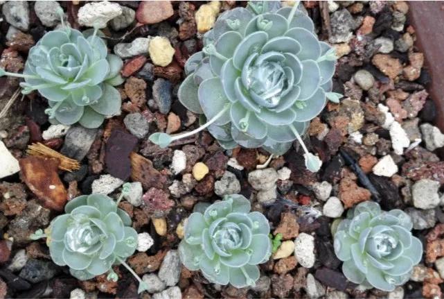 最值得买的多肉品种,包邮最漂亮多肉