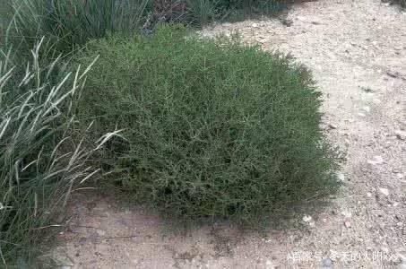 牛肉面的蓬灰是什么做的,兰州牛肉面蓬灰