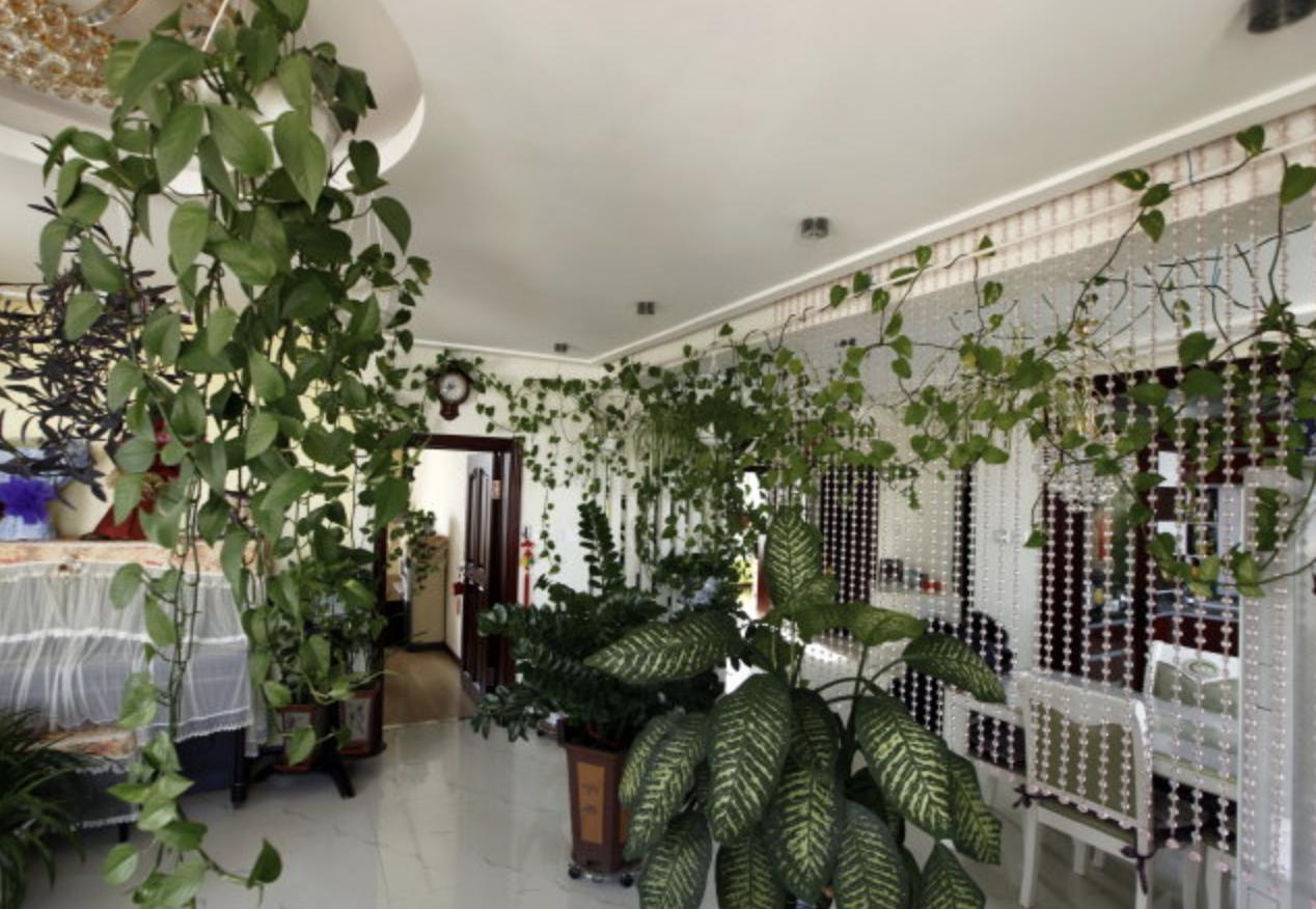 养的绿萝会爬墙,绿萝爬墙经验