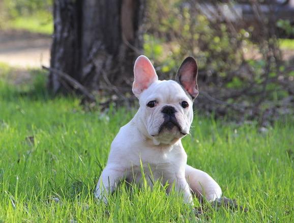 法国斗牛犬的优点和缺点,法国斗牛犬的优点与缺点